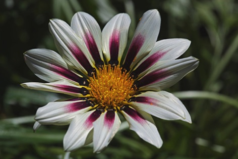 Gazania